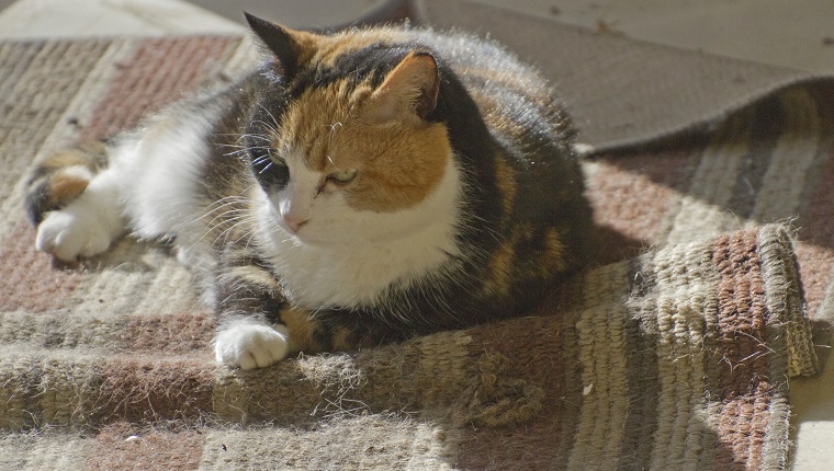 Close up of a beautiful, older calico cat resting in a sunny spot on a rumpled throw rug