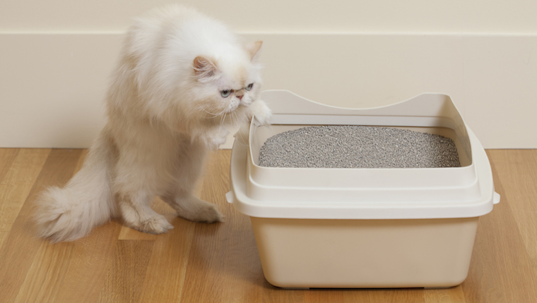 Cat and litter box