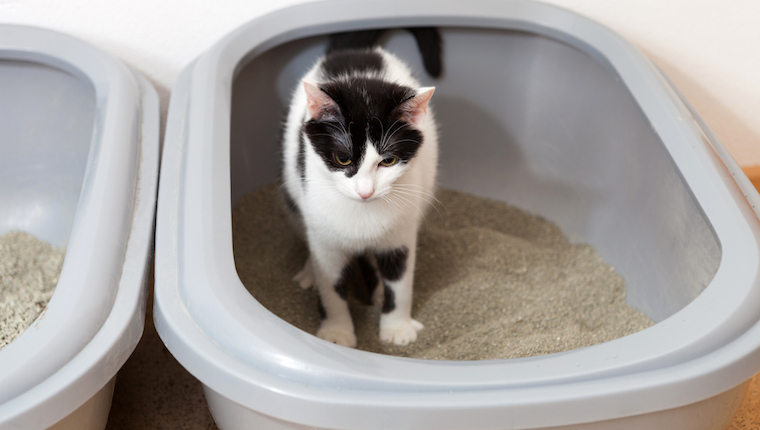 Cat in litter box