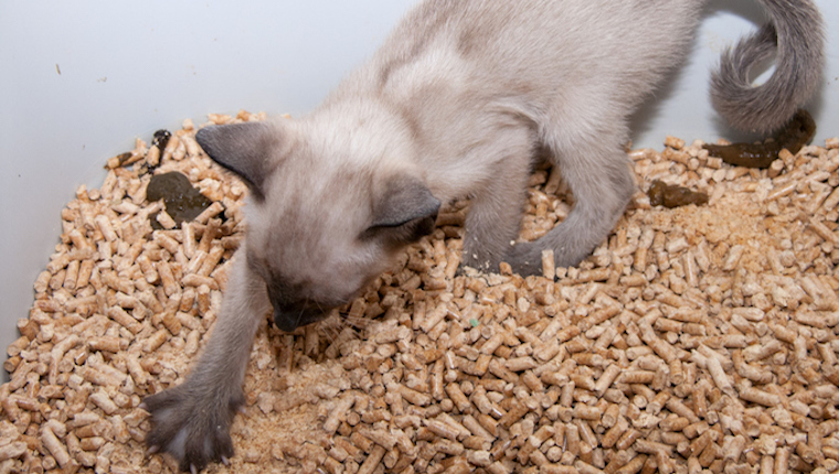 Different kinds of top cat litter