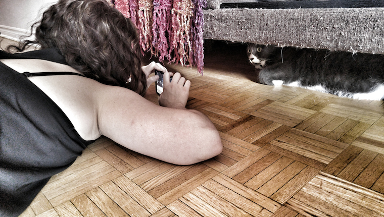 Cat being photographed