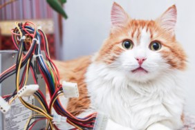 Cat with cables