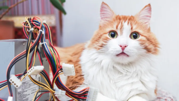 Cat with cables