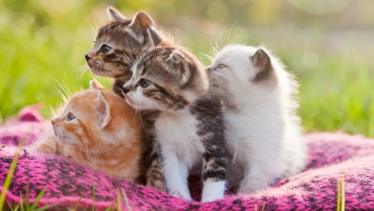 Kittens on blanket