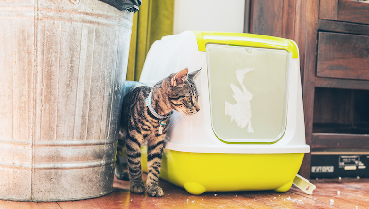 Cat beside litter box