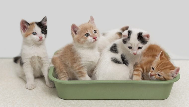 Kittens in litter box