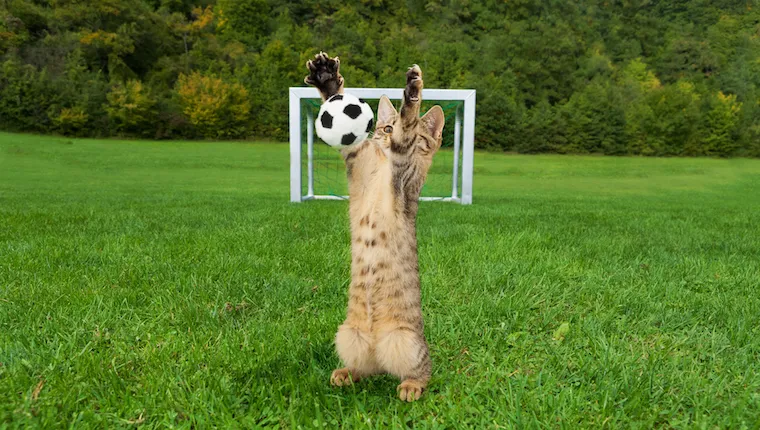 Cat playing soccer