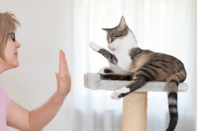 Woman teaching cat to high five
