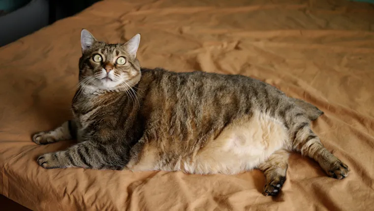 Very large cat, maybe the world's biggest cat