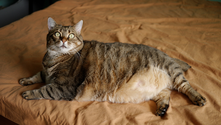 Cat Facts: Who Holds The Record For World’s Biggest Cat? - CatTime