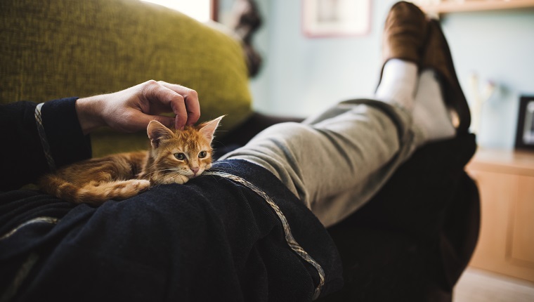 Tabby kitten relaxing on the lap of owner