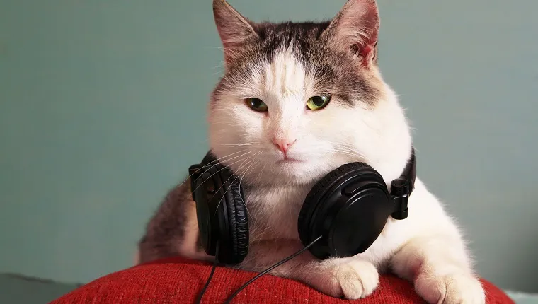 funny picture of cat with notebook and headphones
