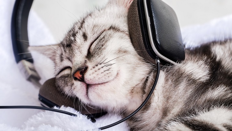 Domestic cat sleeping with headphones on