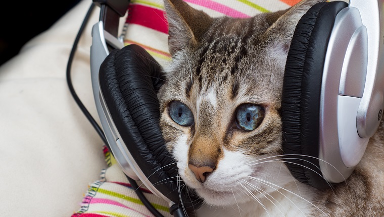cute cat with headphones on its head