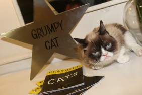 NEW YORK, NY - SEPTEMBER 30: (EXCLUSIVE COVERAGE) Grumpy Cat relaxes in her dressing room as she makes her broadway debut in "Cats" on Broadway at The Neil Simon Theatre on September 30, 2016 in New York City.