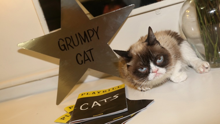 Grumpy Cat, beloved internet meme star, dies at age 7