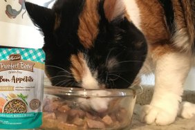 cat eating purrfect bistro