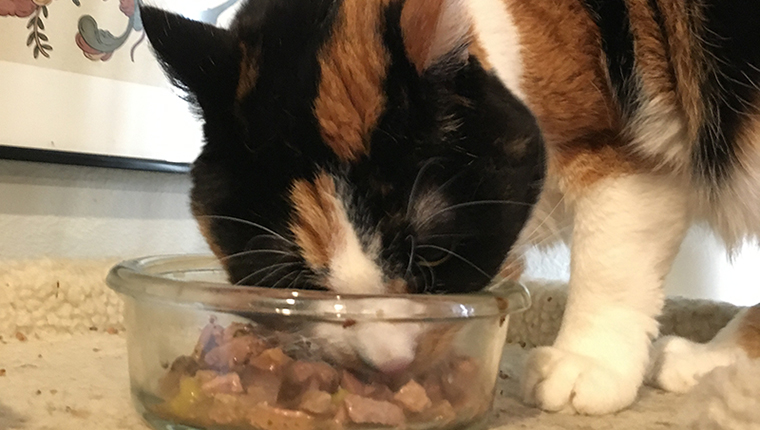 cat eating purrfect bistro bon appetits morsels