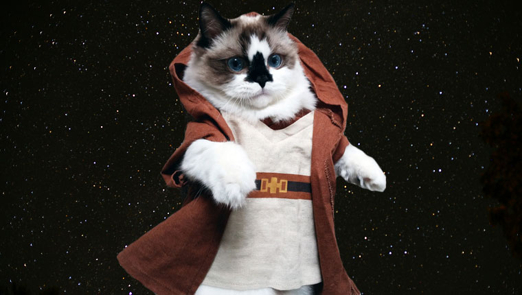 jedi cat in space on star wars day