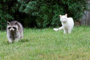 Wild raccoon and cat