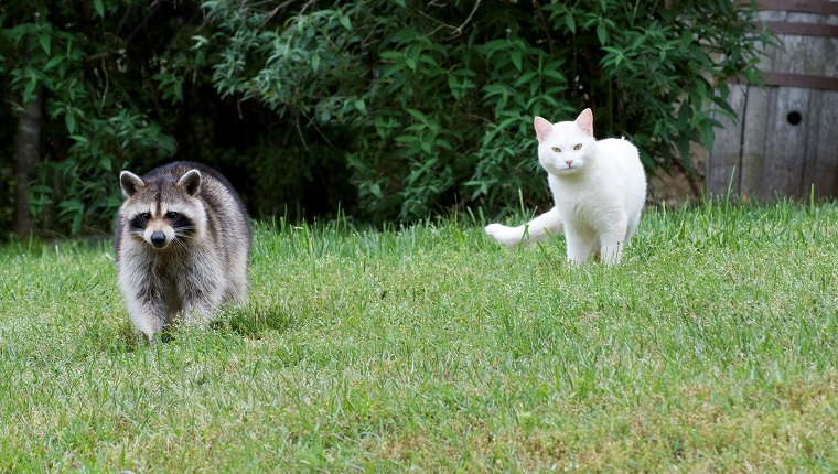 raccoon attack cat