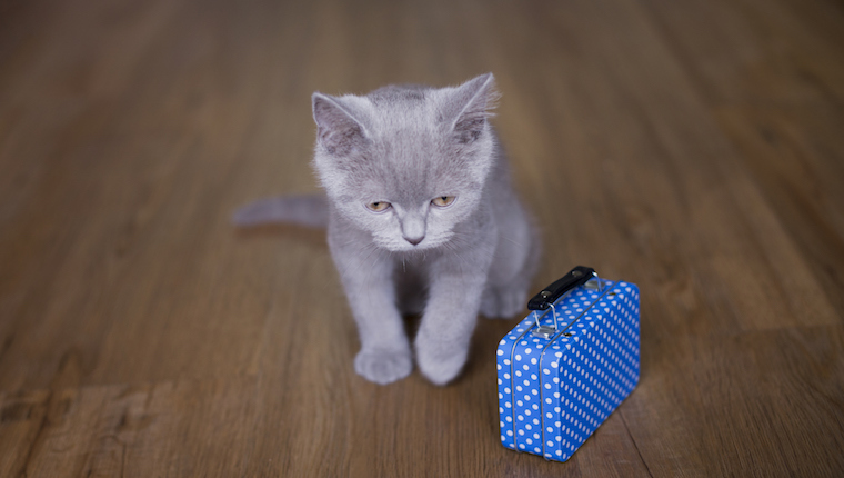 Kitten with suitcase