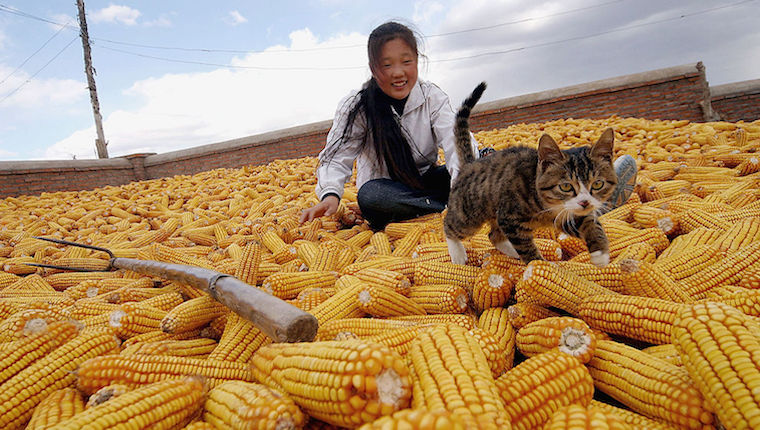 Cat and corn