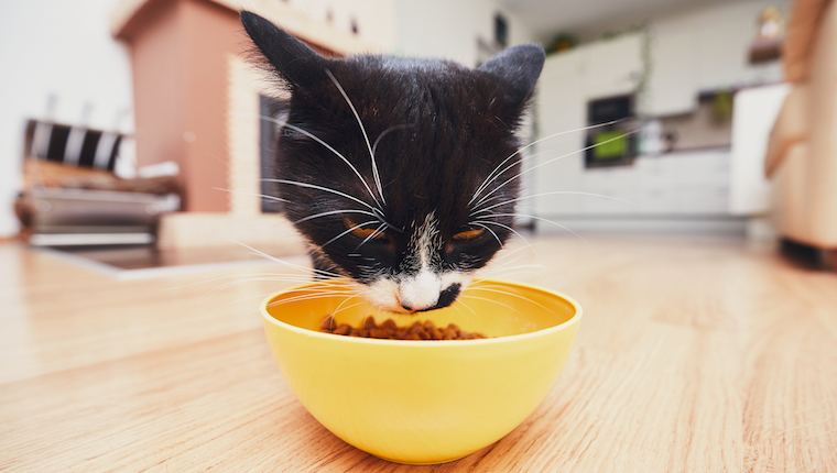 Cat eating food from bowl