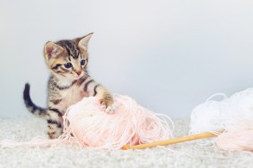 Kitten and yarn
