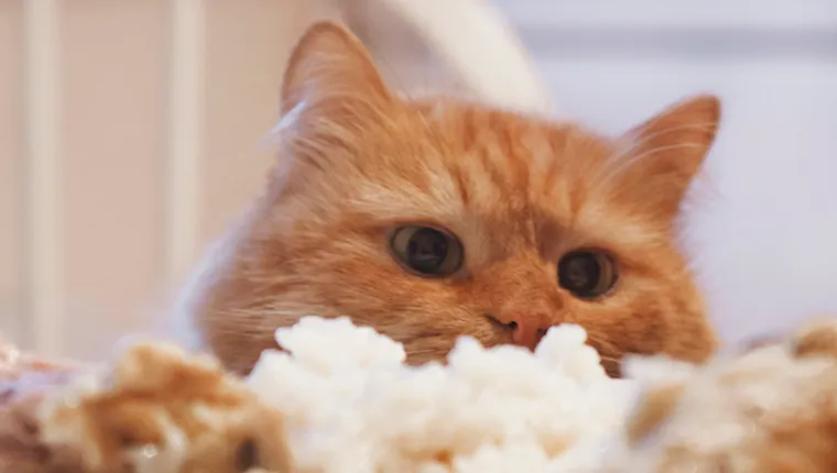 Cat eating rice