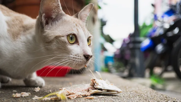 Cat eating tuna