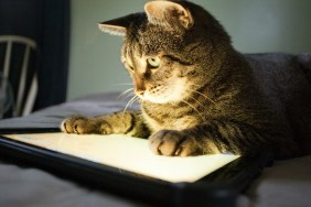 Cat watching tablet