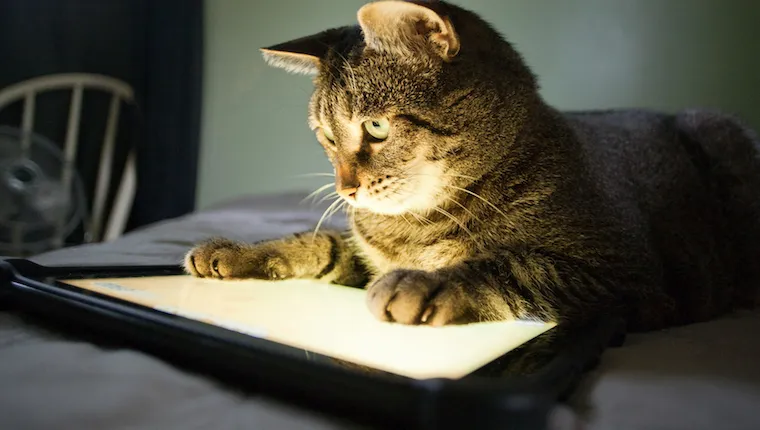 Cat watching tablet