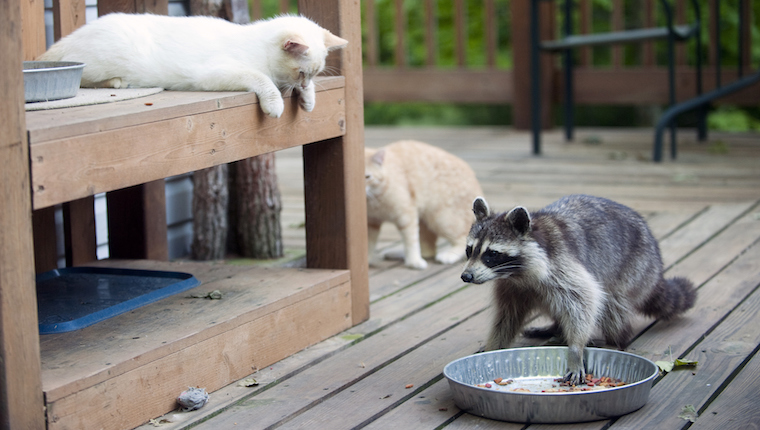 Cats and raccoon