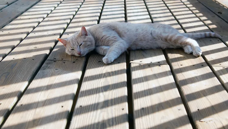 Cat in shade