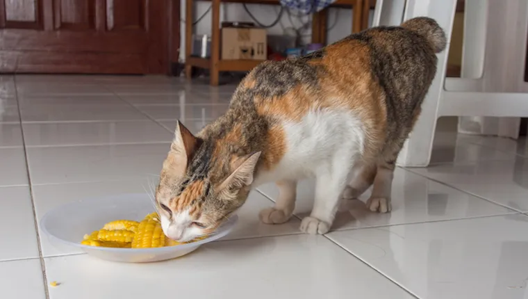 Cat eating corn
