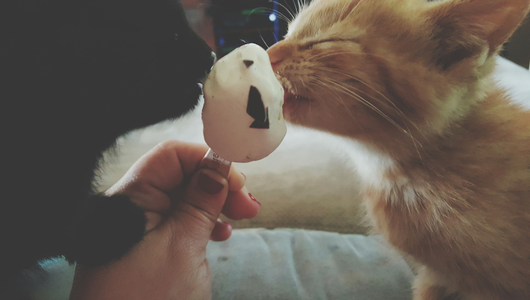 Cats eating ice cream