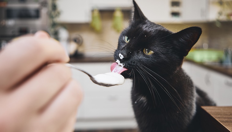 Black cat licking yogurt from spoon his pet owner at home kitchen.