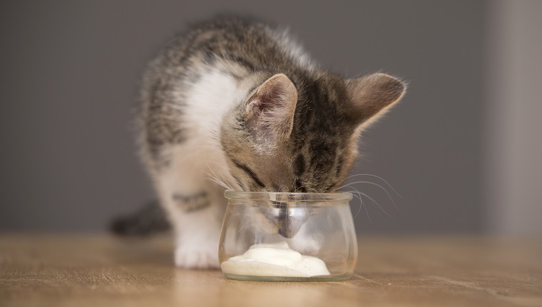 Photos of 6 week old kittens kittens playing with a paper bag and eating yogurt