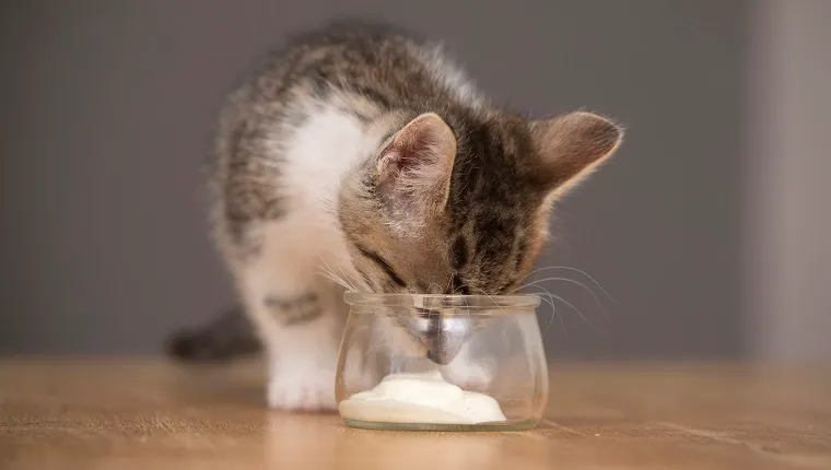 Photos of 6 week old kittens kittens playing with a paper bag and eating yogurt