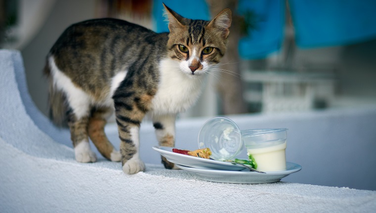 Cat at Hotel Turgutsreys, Turkey. Eats yogurt left by guests.