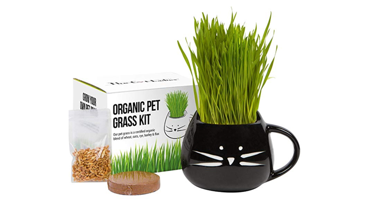 cat grass growing kit