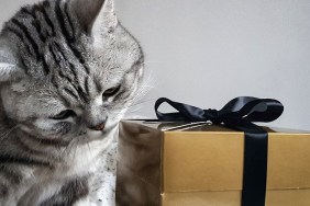 A cat checking a Christmas present in a golden box with black ribbon