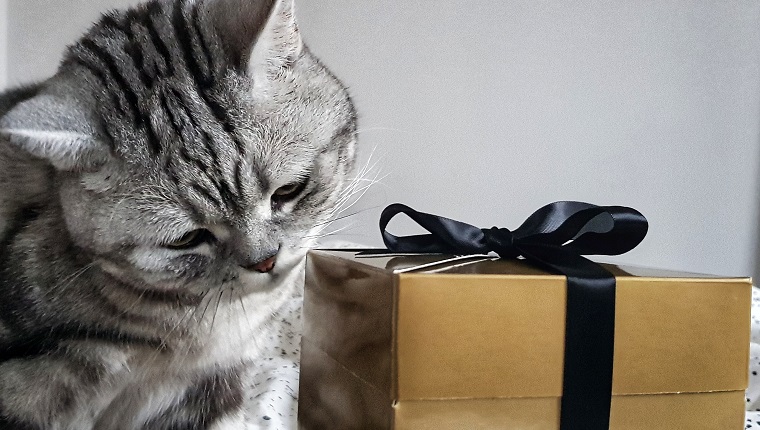 A cat checking a Christmas present in a golden box with black ribbon
