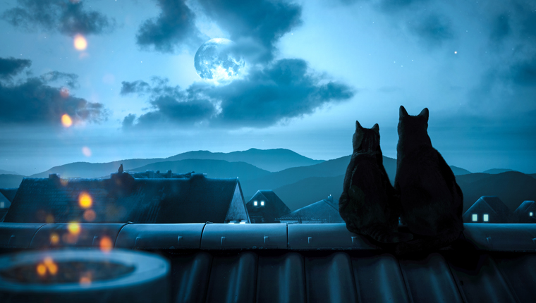Cats watch moon at night