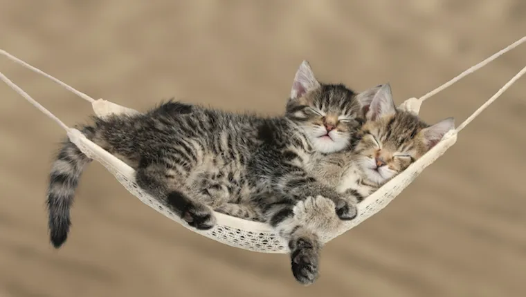 Make a cat hammock best sale