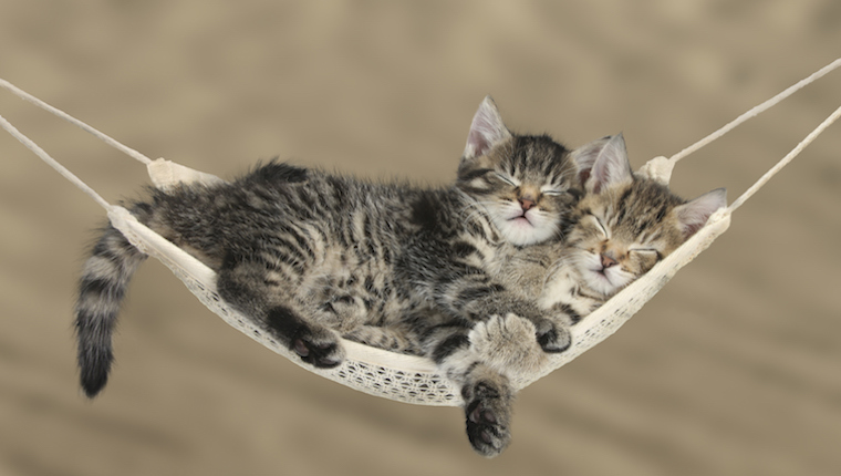 Kittens in hammock