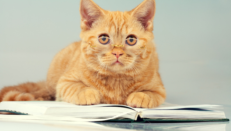 Cat with planner