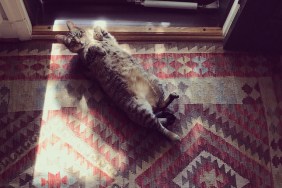 Cat in sunbeam
