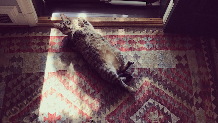 Cat in sunbeam